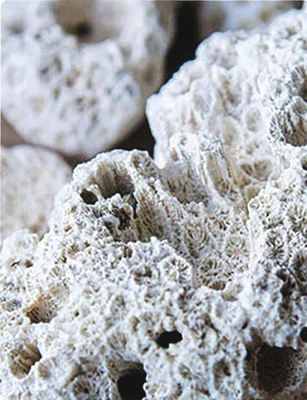 調湿・消臭効果を持つ多孔質な沖縄珊瑚の拡大写